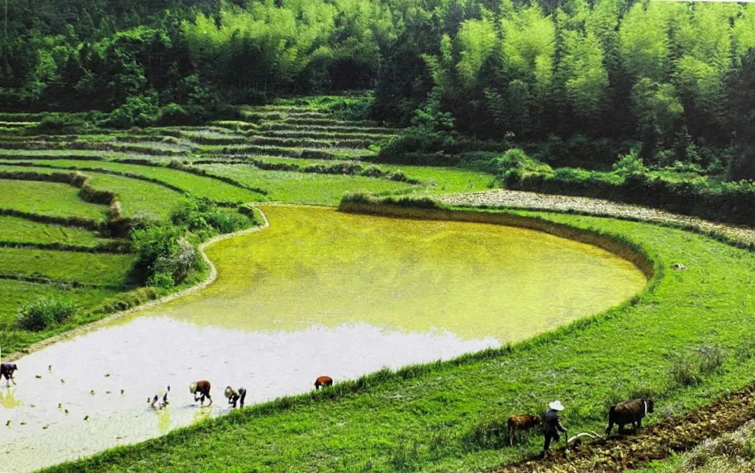 【上饶天下SHOW之万年县】上饶“一粒米”品牌价值96亿元!