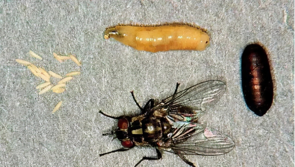 比较隐秘的灭苍蝇方法,苍蝇知识科普让你更了解苍蝇