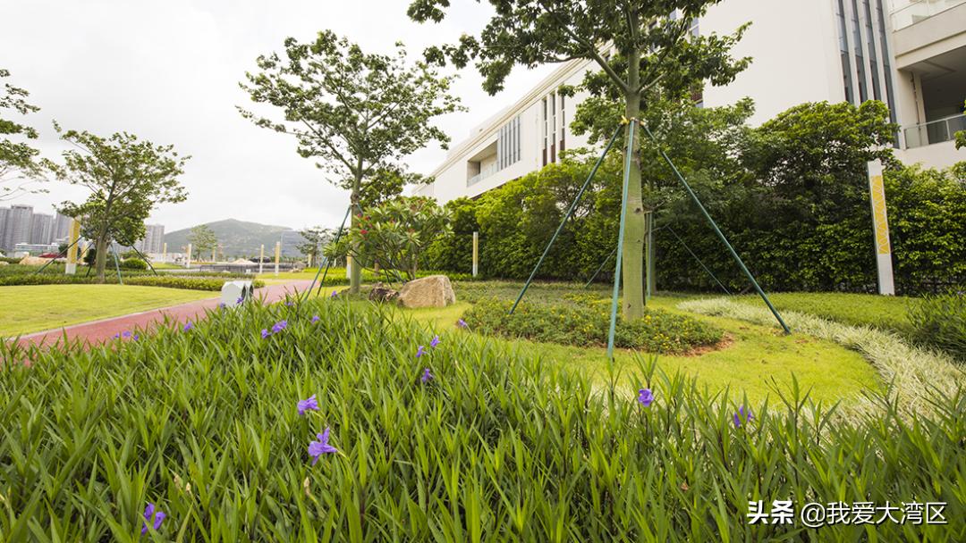珠海春游赏花,珠海周边踏青景点