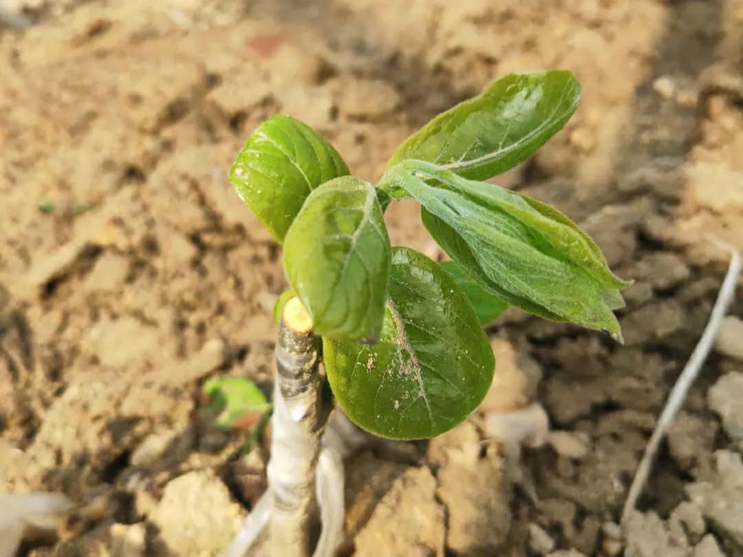 刚栽的树苗新芽枯萎怎么办,新栽的树不出芽怎么办