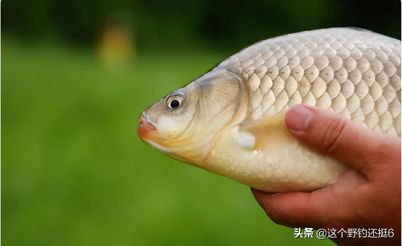 野钓钓鱼技巧选钓位和时间,春末钓鱼技巧选钓位和时间