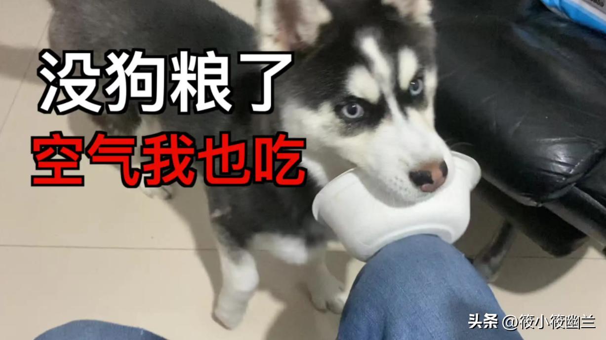 二傻子哈士奇怎么养,双血统哈士奇好养吗