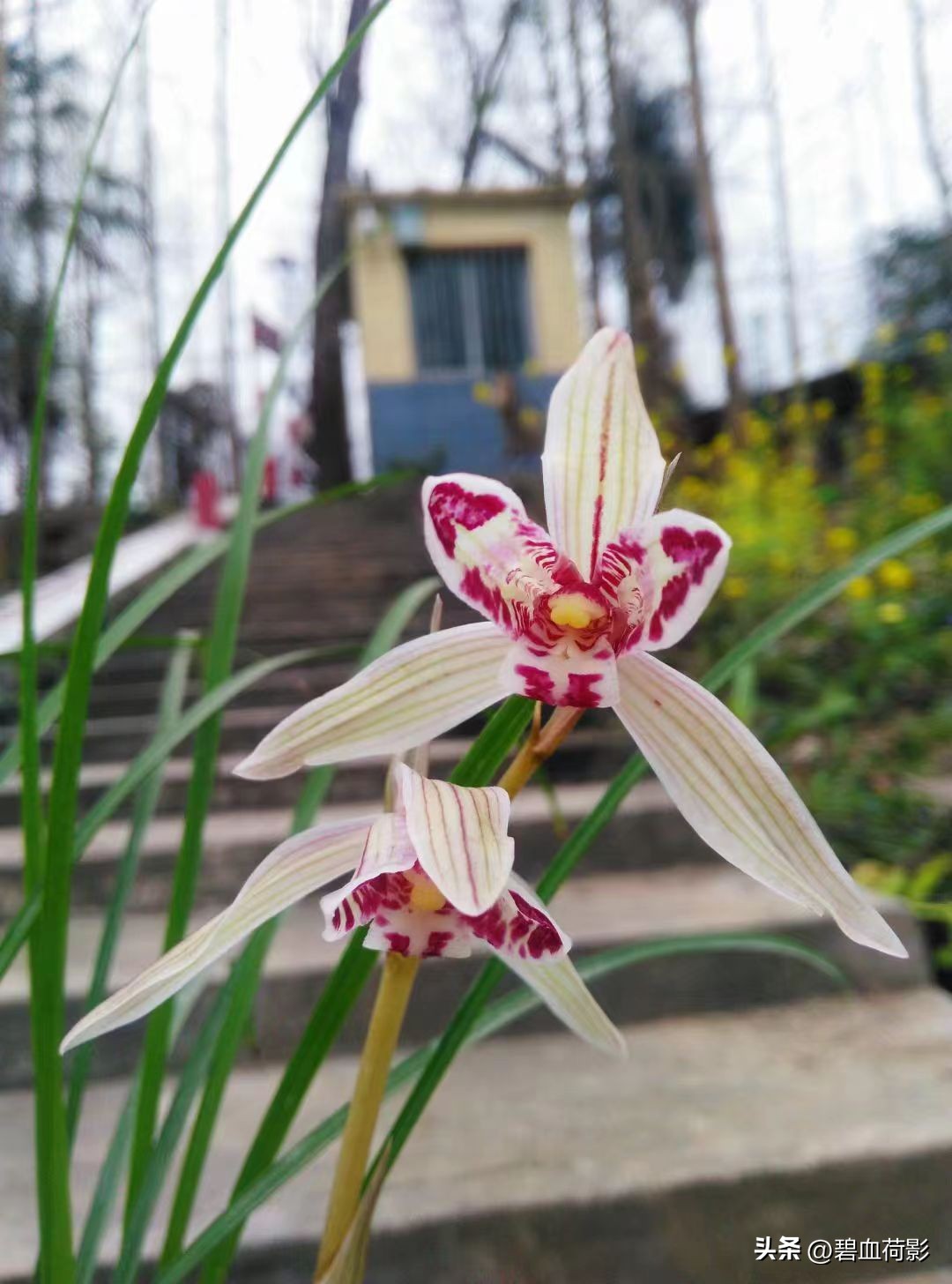 94年，男子10元购入一棵兰花，06年却卖出百万天价，兰友：有眼力