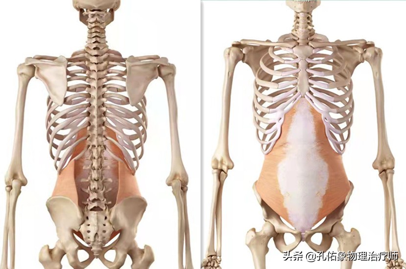 腰部后面两侧的赘肉怎么减,下腹和腰部两侧赘肉怎么减