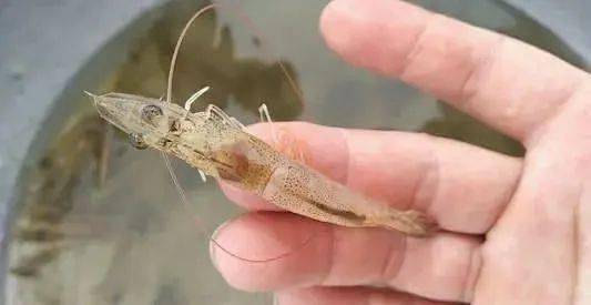 对虾吃料慢的解决办法,对虾吃料慢要下什么药