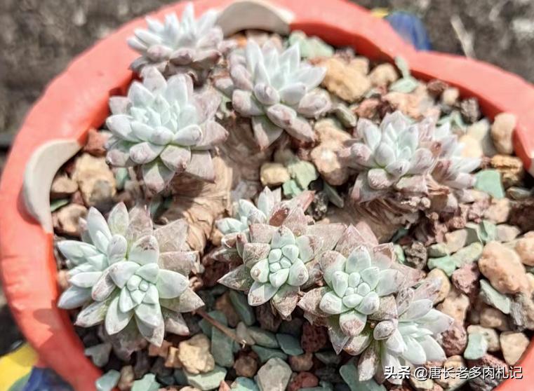 黄丽多肉木质化杆可以发根吗,木质化的多肉老桩光杆能扦插吗