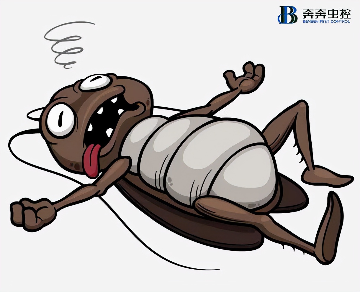杀蟑公司,深圳家庭杀蟑公司