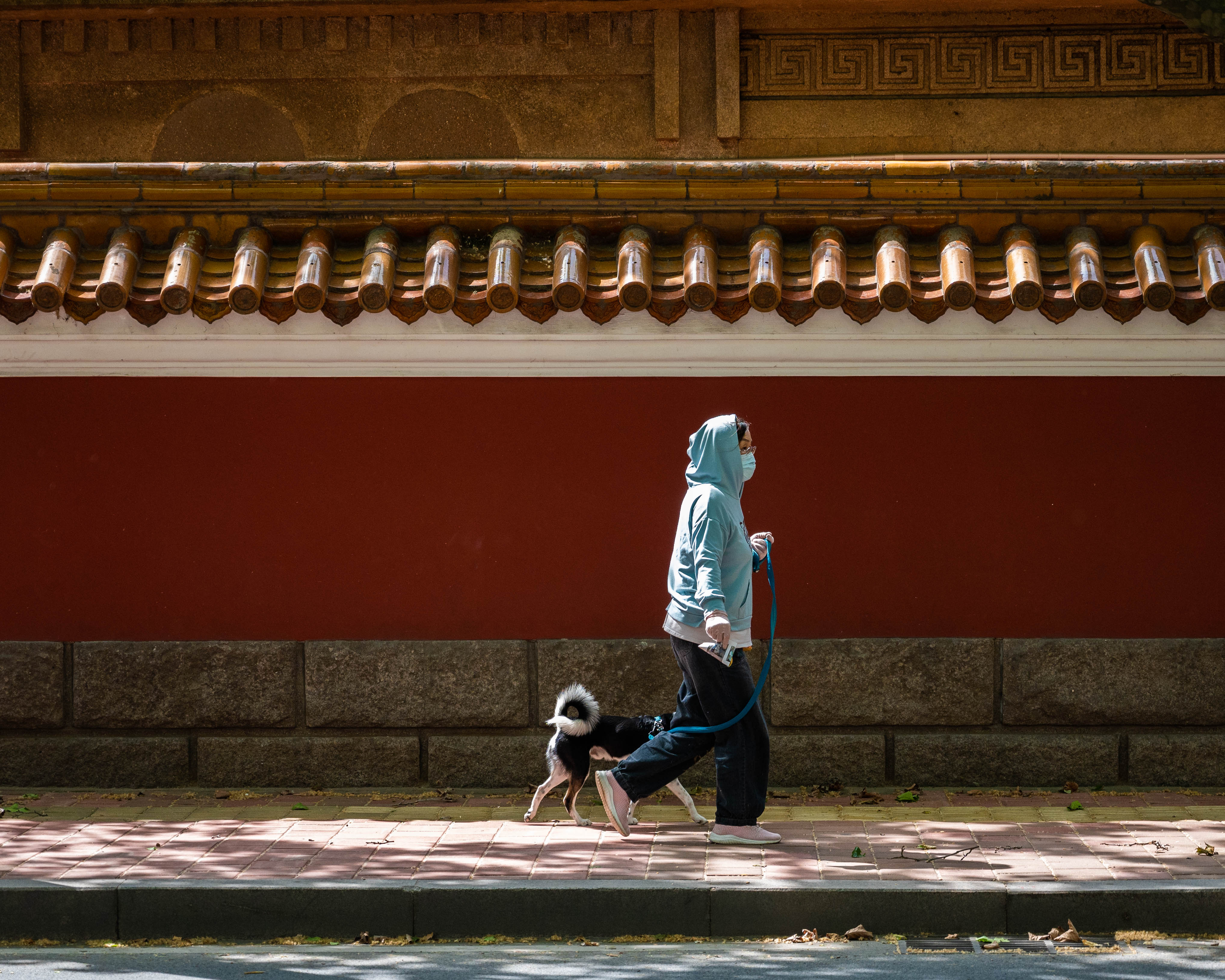 青岛世博园蔷薇花墙,青岛网红墙推荐