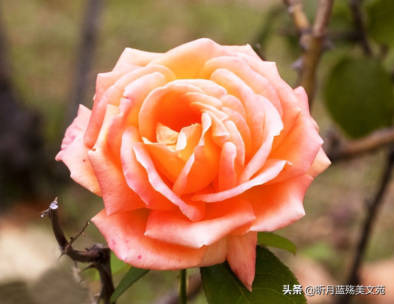 最爱的你原唱女声,最爱的你英文翻译