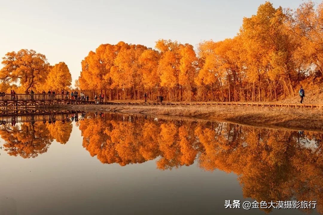 额济纳赏胡杨视频,赤峰额济纳赏胡杨