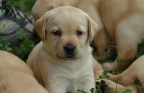 不建议饲养拉布拉多犬的几个理由,养拉布拉多不得不知的6件事