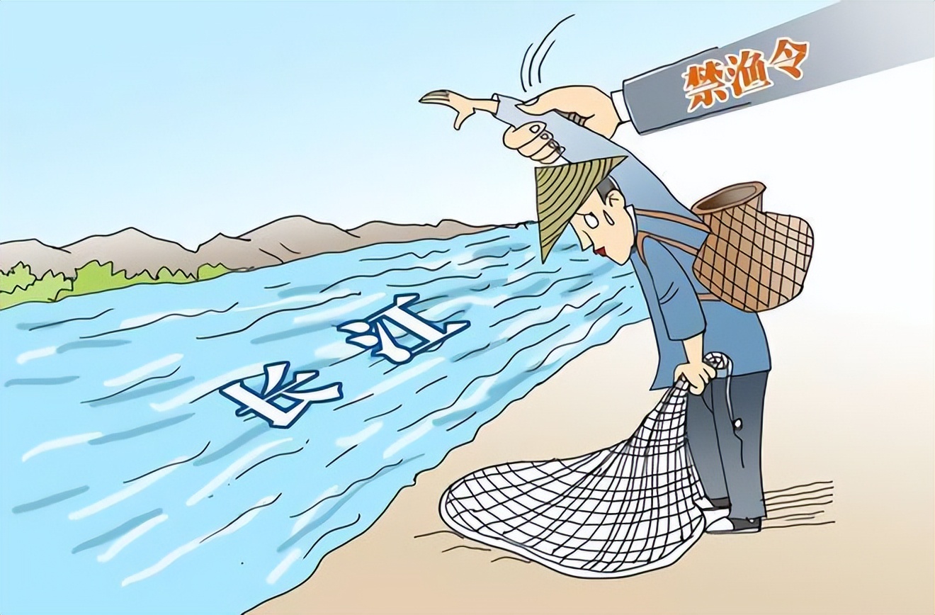 三峡水坝大鱼横行,三峡区出现大量水老虎