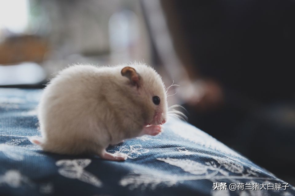 怎么给仓鼠局部清理,怎么给仓鼠梳毛