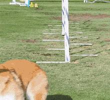 哪种狗聪明智商高,不要小看了狗狗的智商