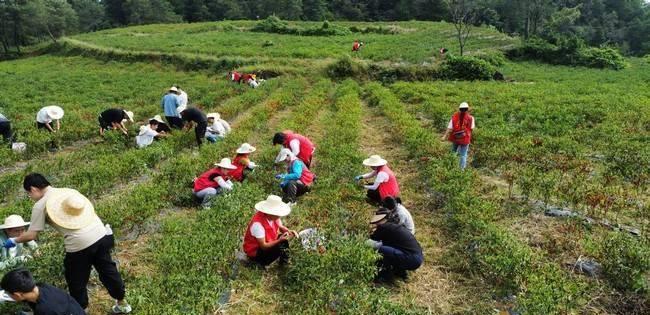 2021年扶贫与乡村振兴帮扶计划,巩固乡村振兴扶贫专项资金