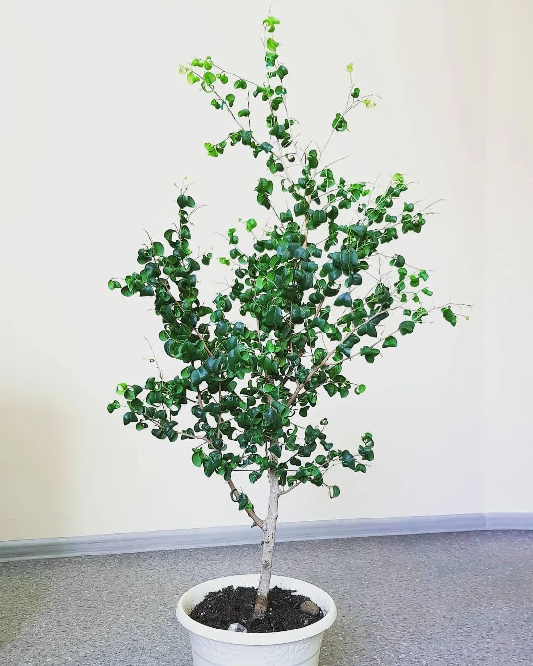 适合室内的盆栽绿植推荐,6种高大美观的大型室内盆栽绿植