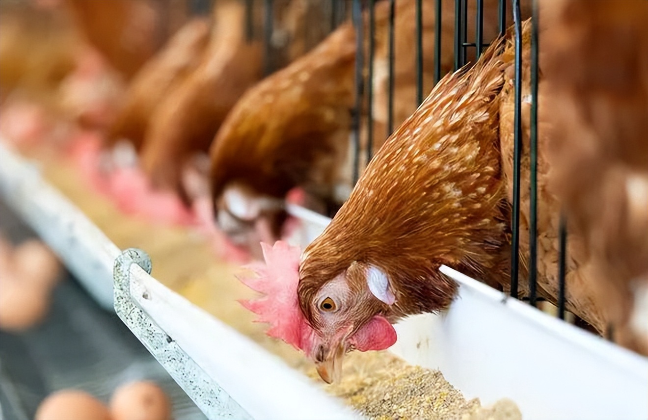 蛋荒谜题：台湾为什么会缺鸡蛋？