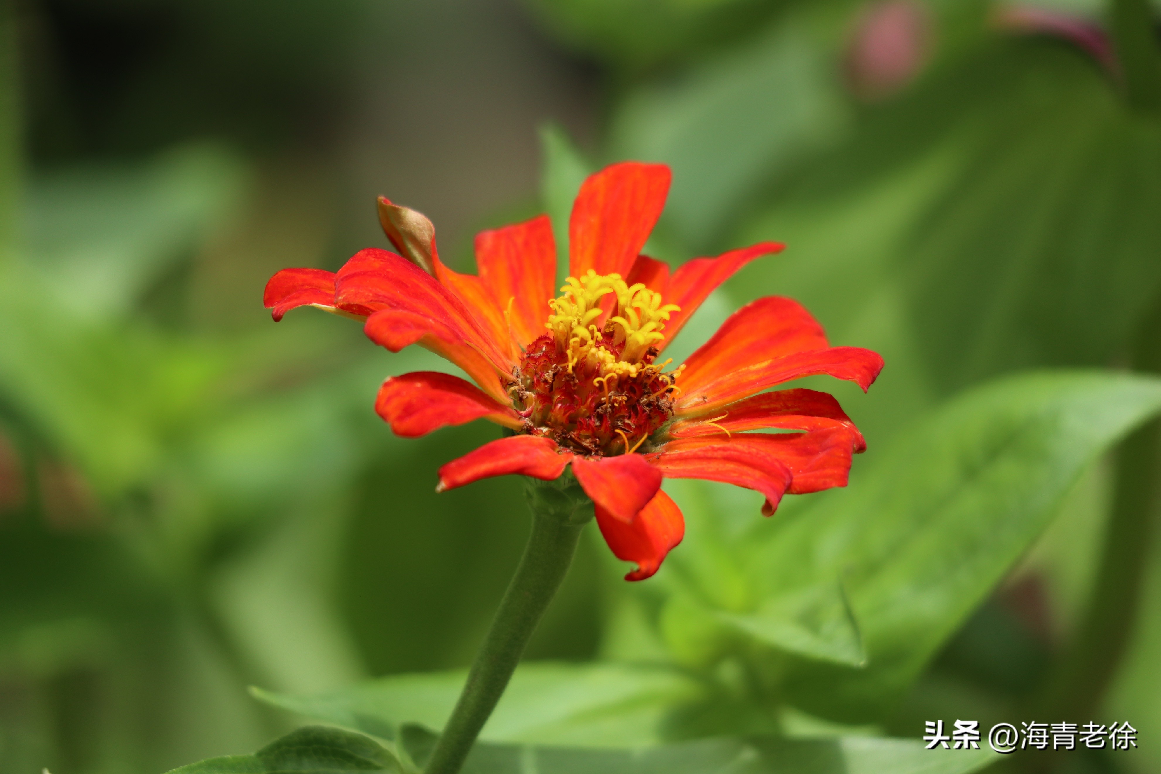 百日菊的花特征,五彩百日菊开花图片