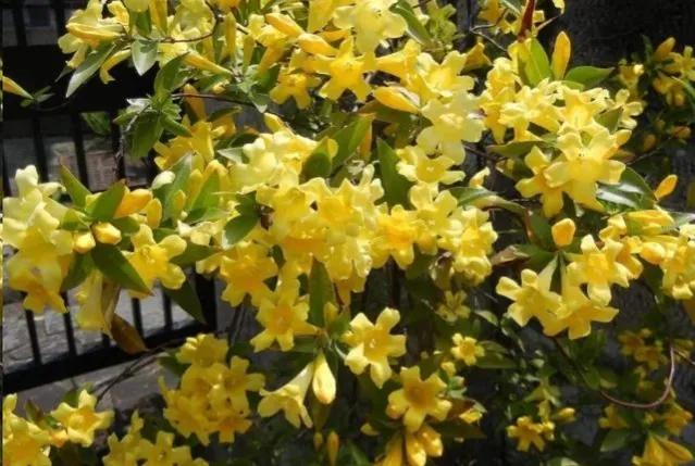 法国香水藤红色,法国香水藤毒性大吗