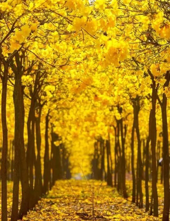 有一种叫云南的生活感动世界,有一种叫云南的生活从不缺浪漫