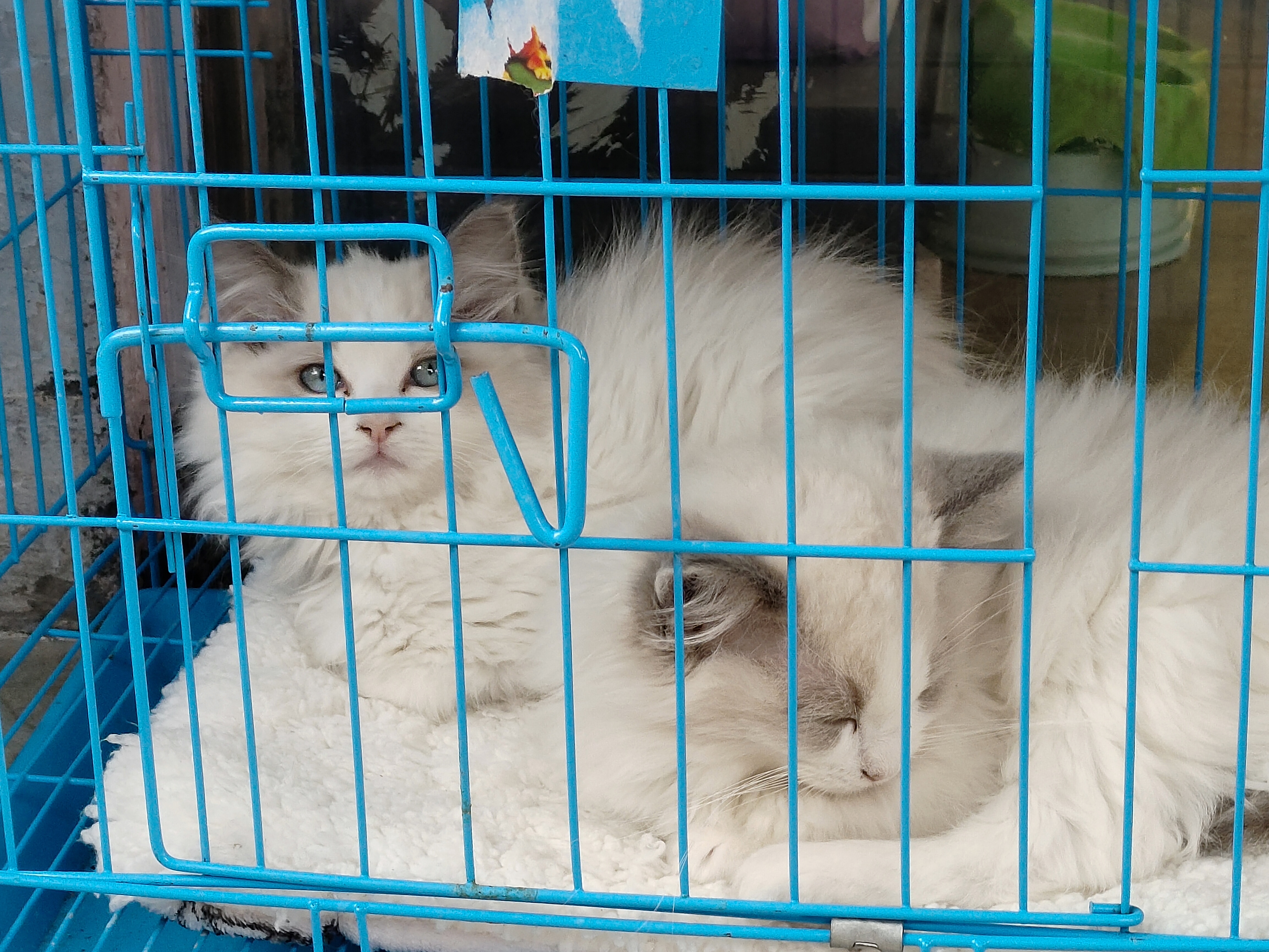 广西花鸟市场和南宁花鸟市场,广西平果花鸟市场在哪里