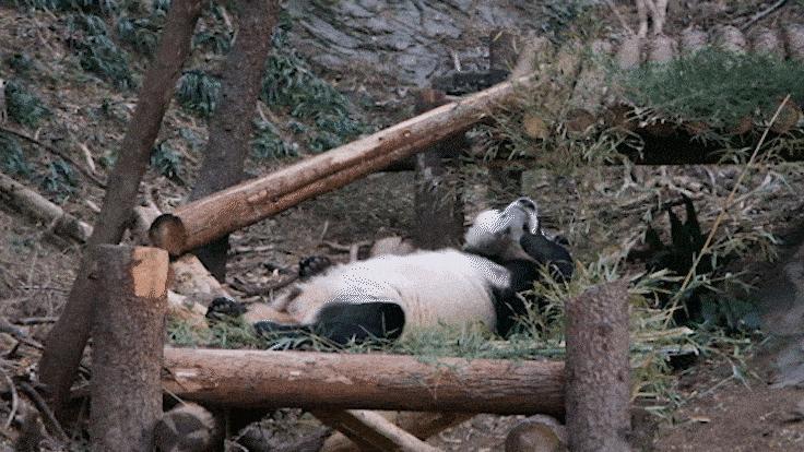 红山动物园亏损3千万网友很着急,近两年疫情原因导致亏损如何翻身