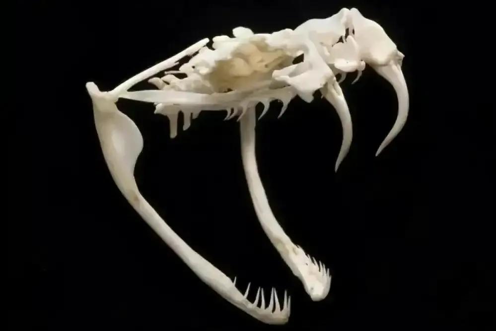 蛇的身体还有四条腿,蛇的脊椎结构