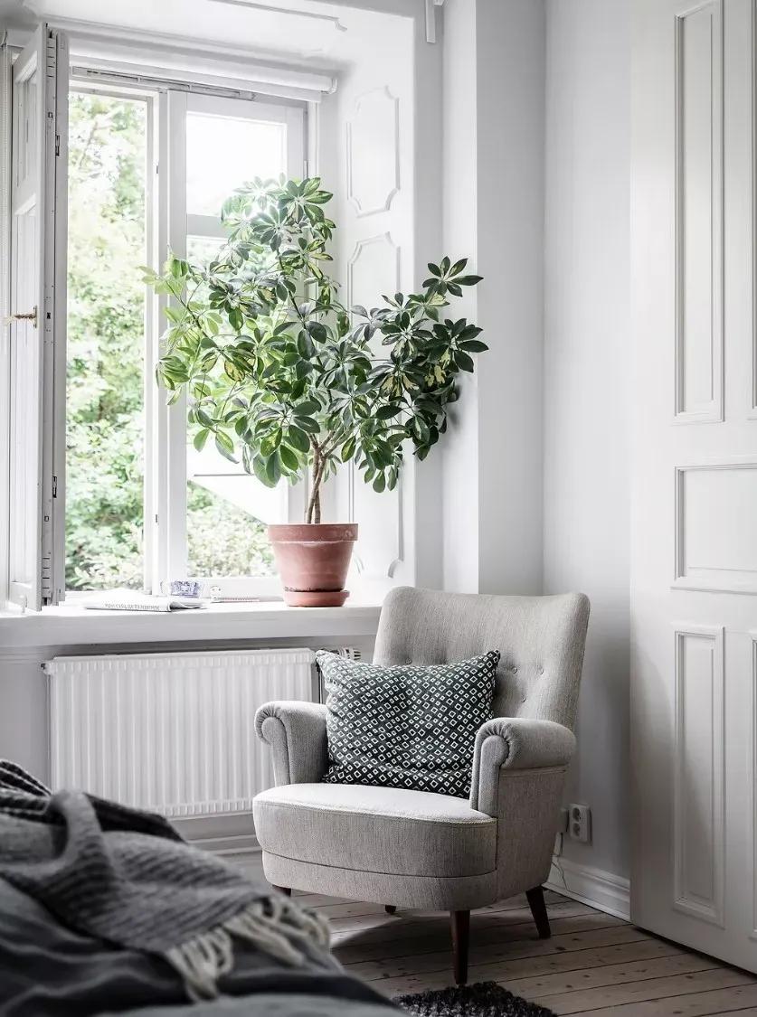 客厅实用盆栽植物有哪些,客厅一般放什么植物盆栽比较好