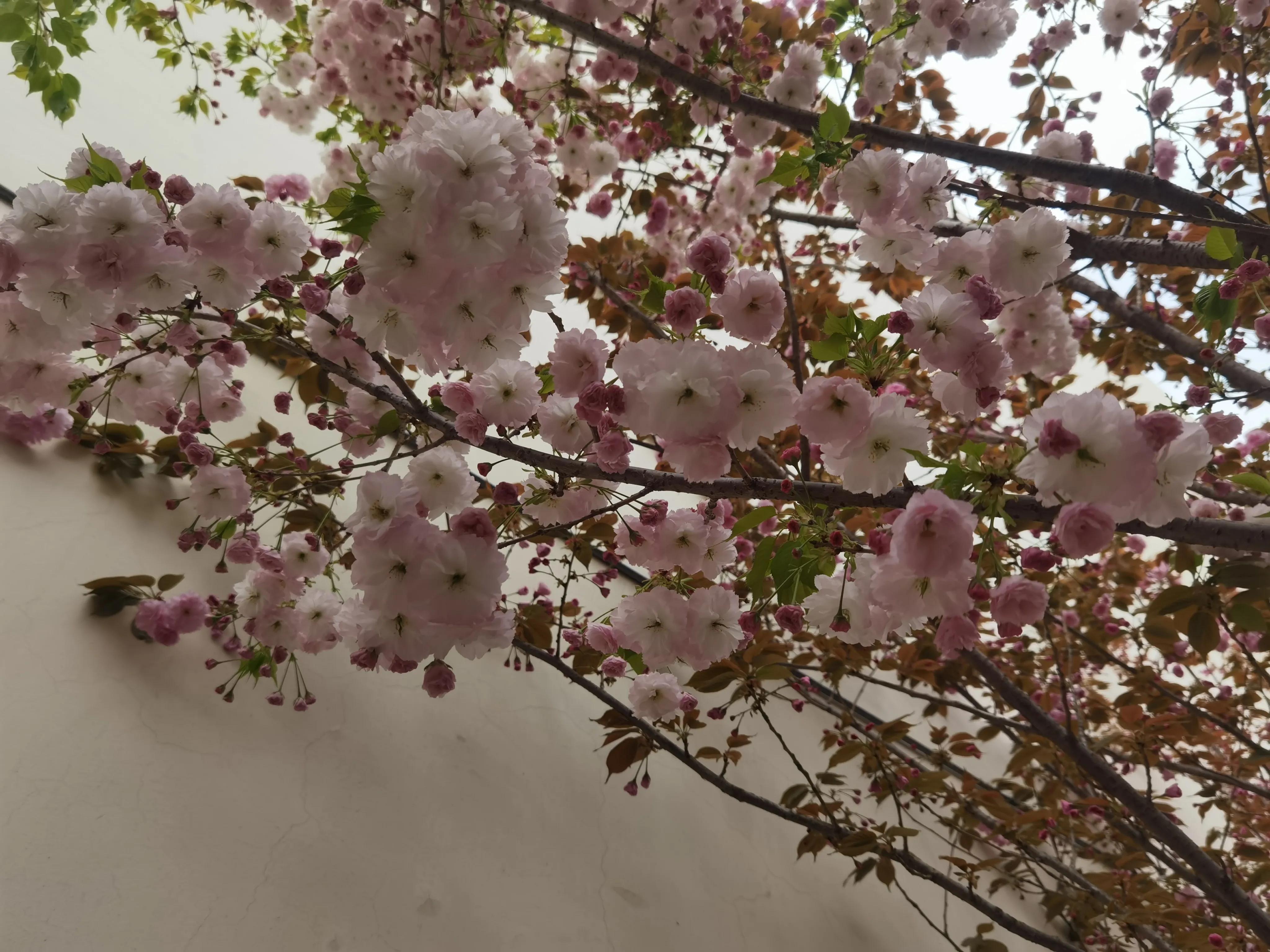 一棵开花的树最主要的意境,一棵开花的树创造了什么意境