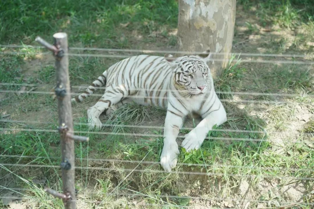 上海野生动物园建议周六周天去吗,上海野生动物园通玩一日游攻略