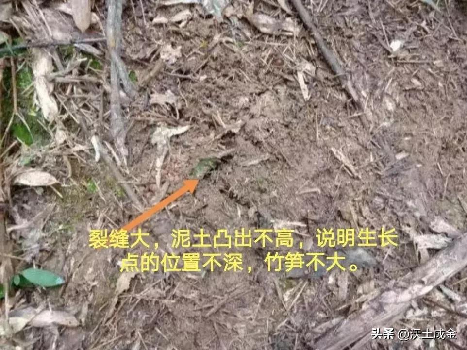 冬季挖笋正当时，不懂找冬笋？记住这3个小窍门，挖笋并不难