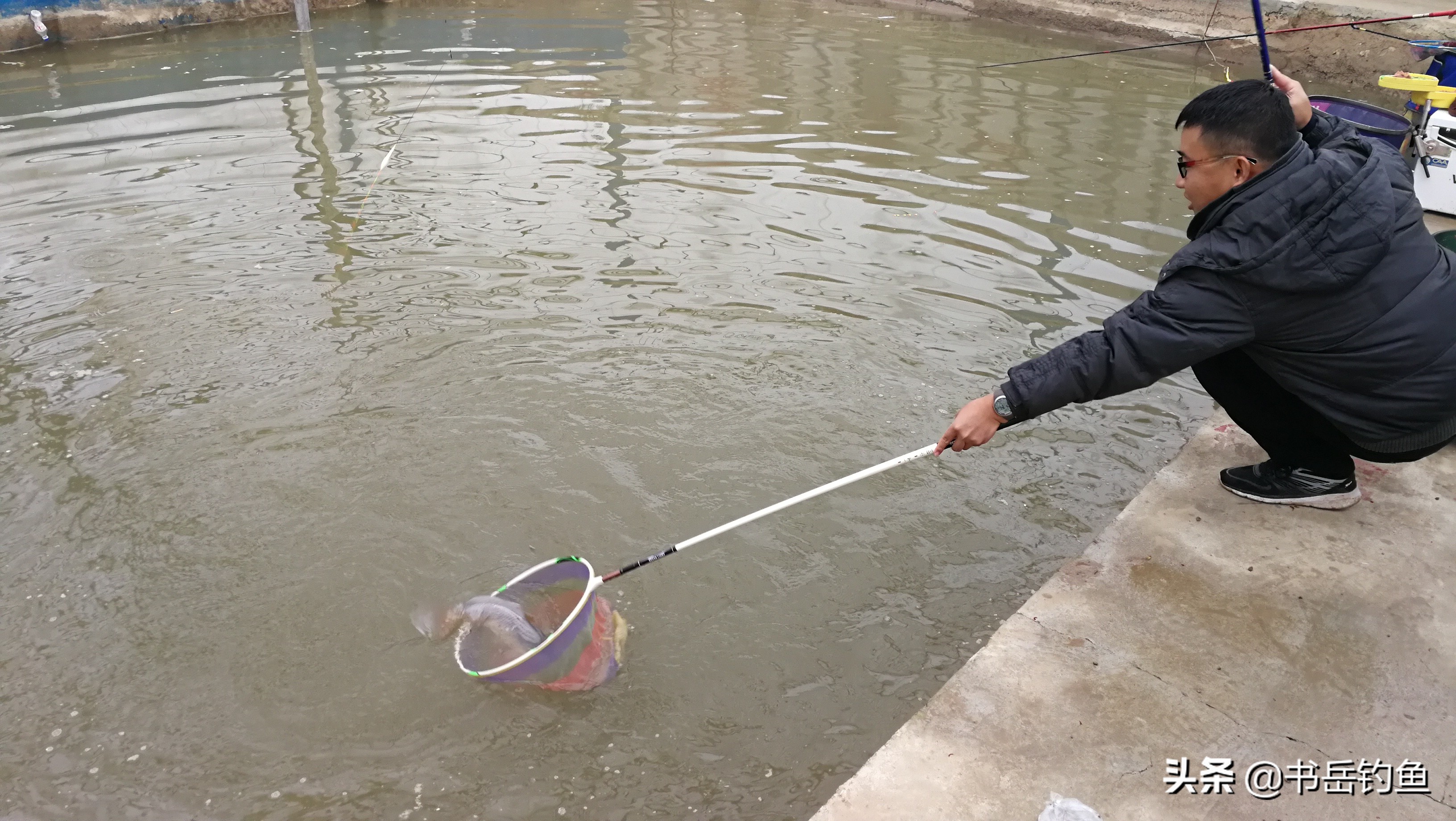 麝香钓鱼什么样的纯,真麝香钓鱼如何