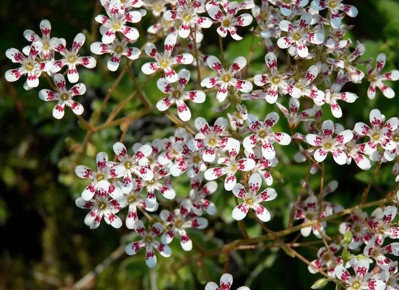 国色天香秀色可餐的美女 (秀色可餐与国色天香)