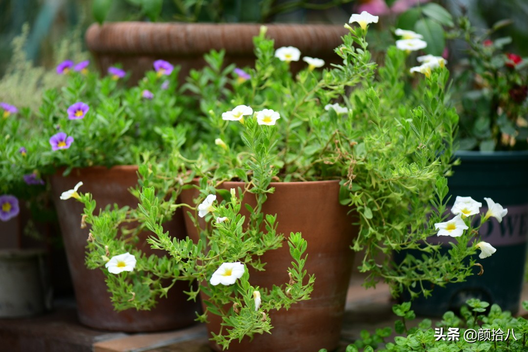 看到你的花园那么惨，我就安心了|园丁