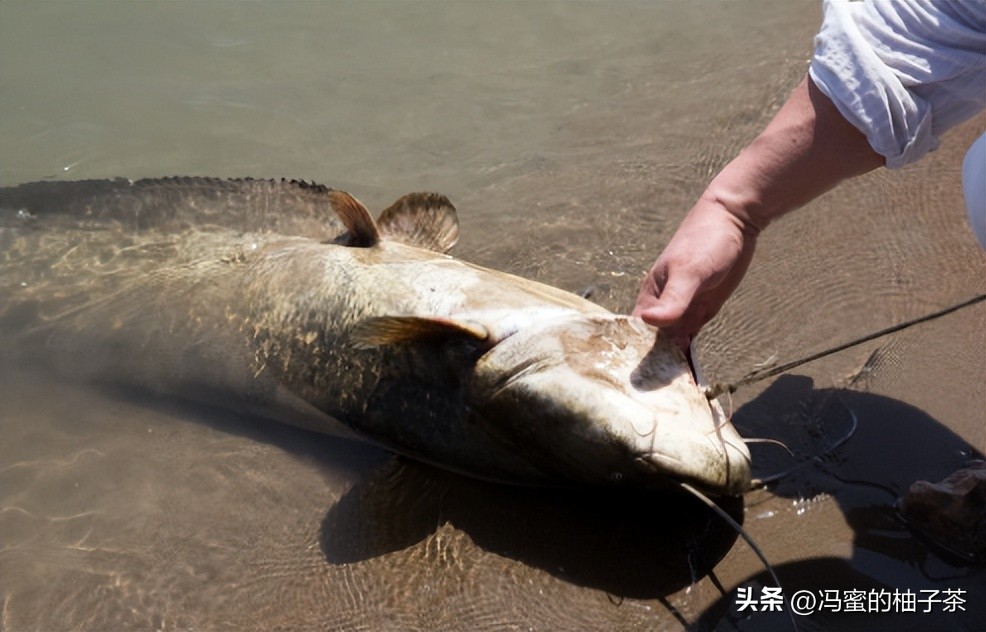 男子花13万买的鱼因停电缺氧死亡,男子花20万买一条受伤鲶鱼后续