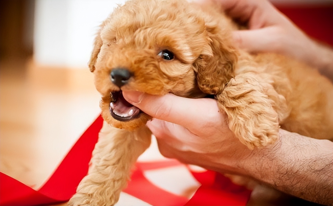 泰迪得了狂犬病的现象有哪些表现,泰迪幼犬会有狂犬病吗