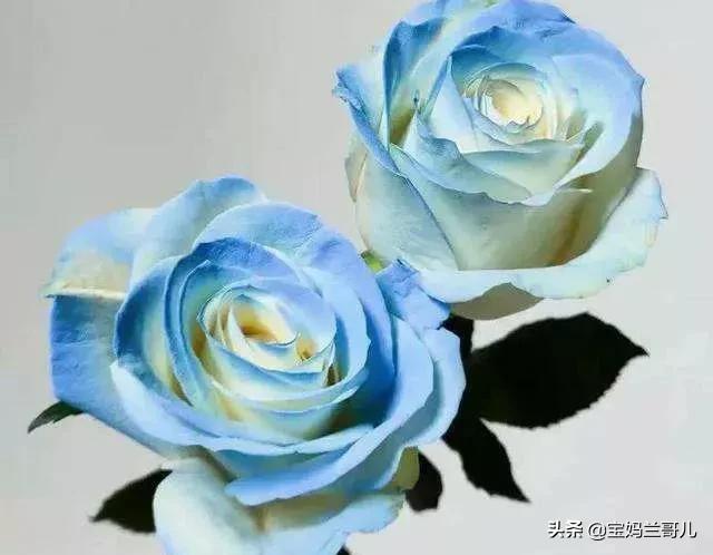 漂亮又特别的玫瑰花图片,特别漂亮的彩色玫瑰花图片