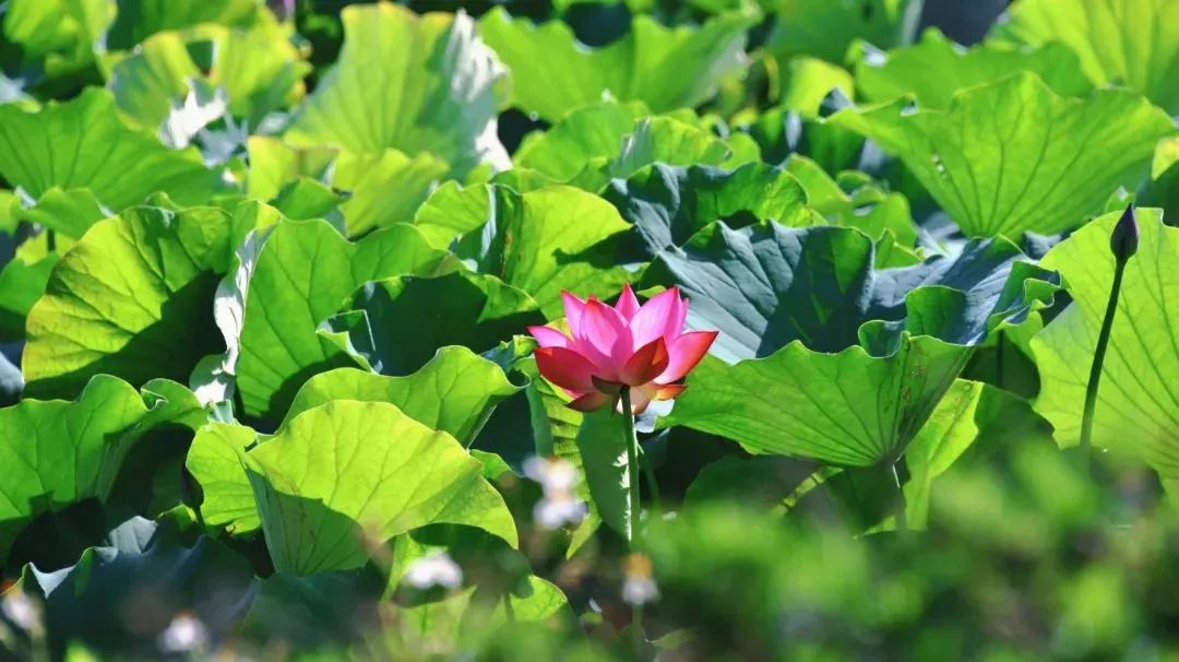 今天中国旅游日,徐霞客来过红河吗