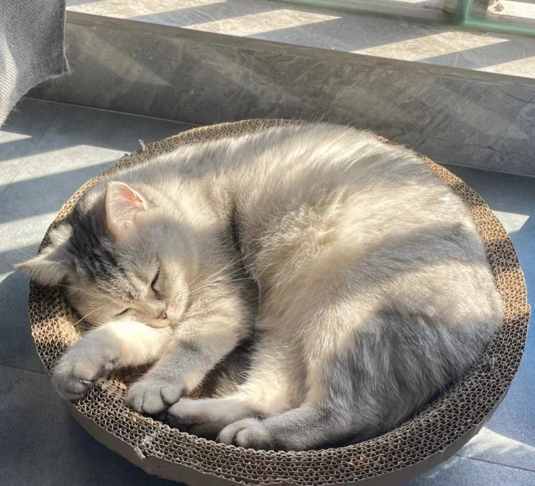 猫癣是什么,该怎么治疗?