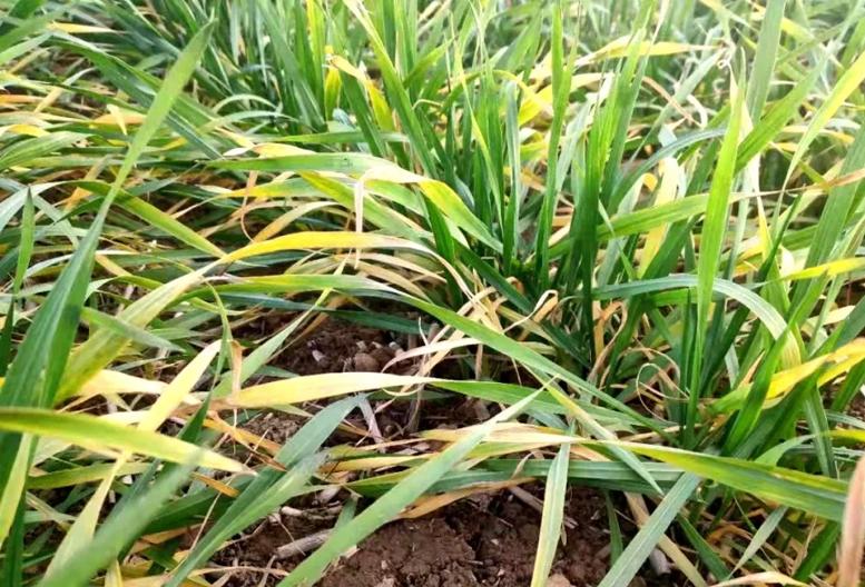 小麦追肥最佳时期什么时候,小麦追肥的正确方法