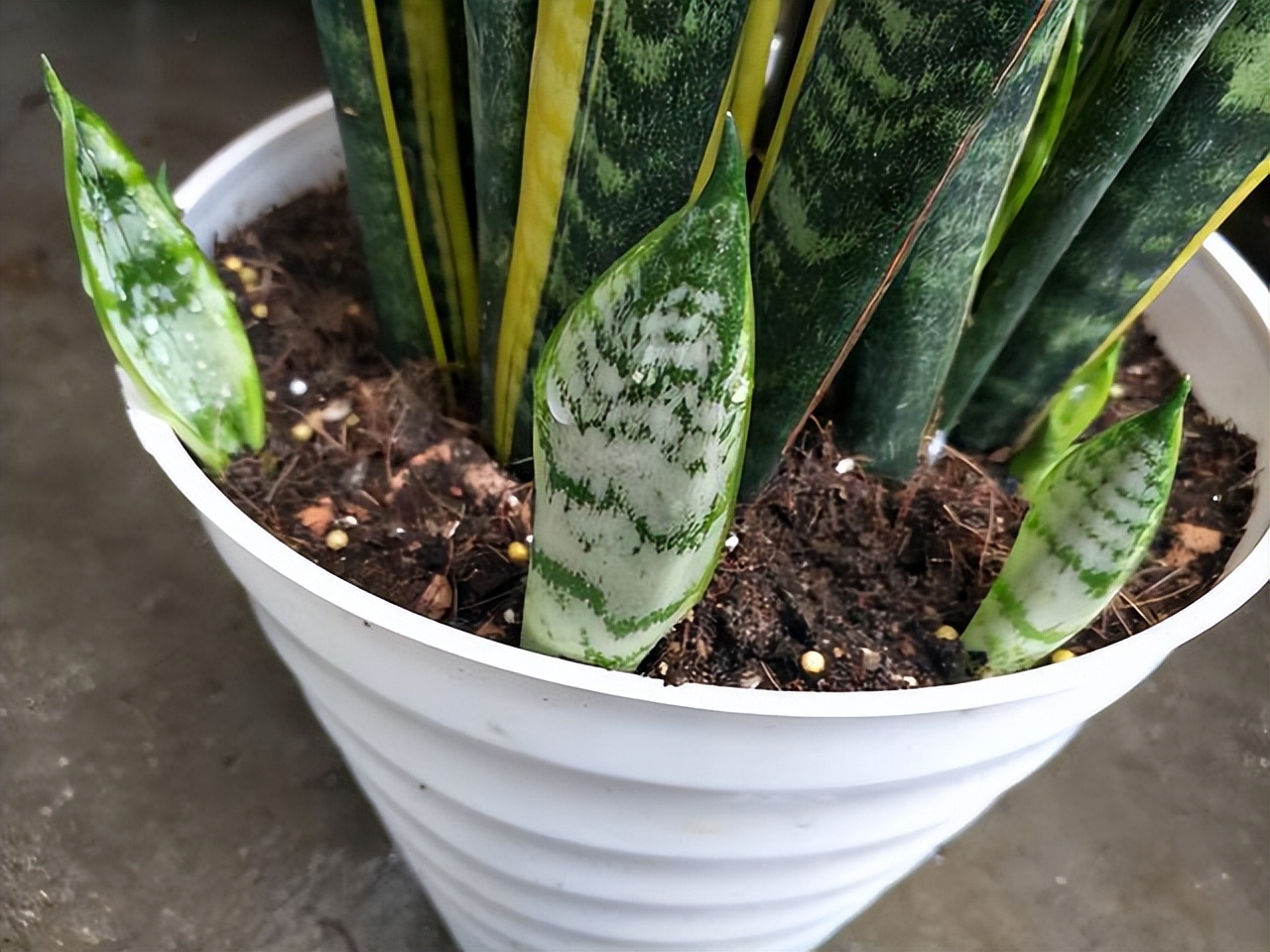 在家忌养的不吉利的花有哪些,居家养花十大忌讳