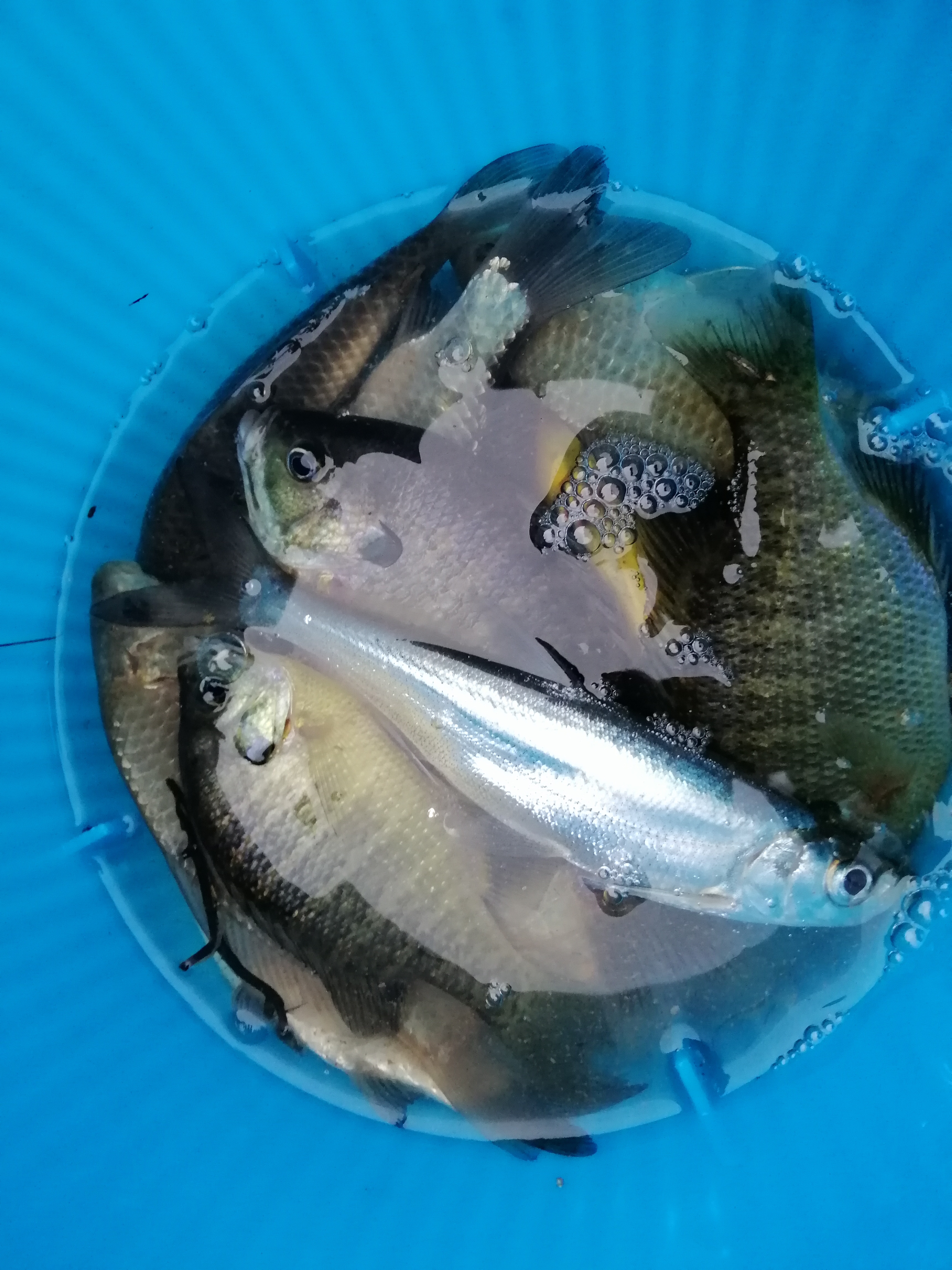 初春挑战攻略,初春挑战什么时候有