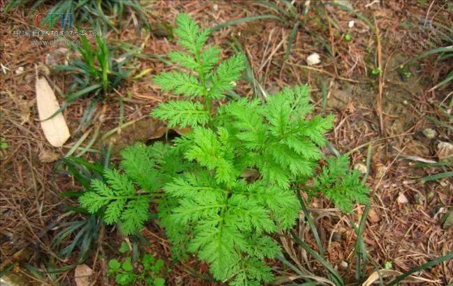 秋季花粉症的症状和治疗,秋季花粉症高发科学预防很重要