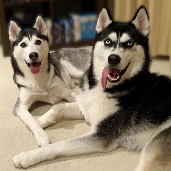 有哪些攻击性的犬可以养,建议懒人养的10种狗小型犬