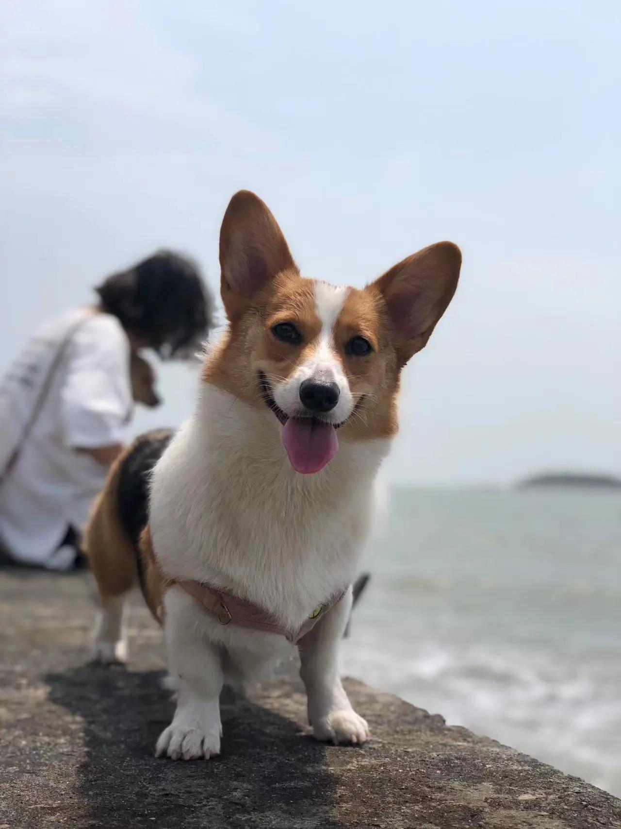 爱宠记‖像对爱情一样慎重