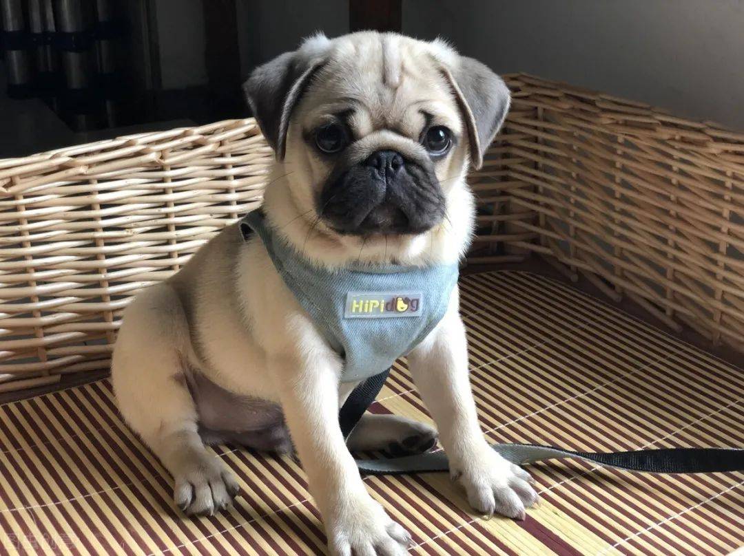 巴哥犬好养吗有什么优缺点,养巴哥犬还是养猫贵