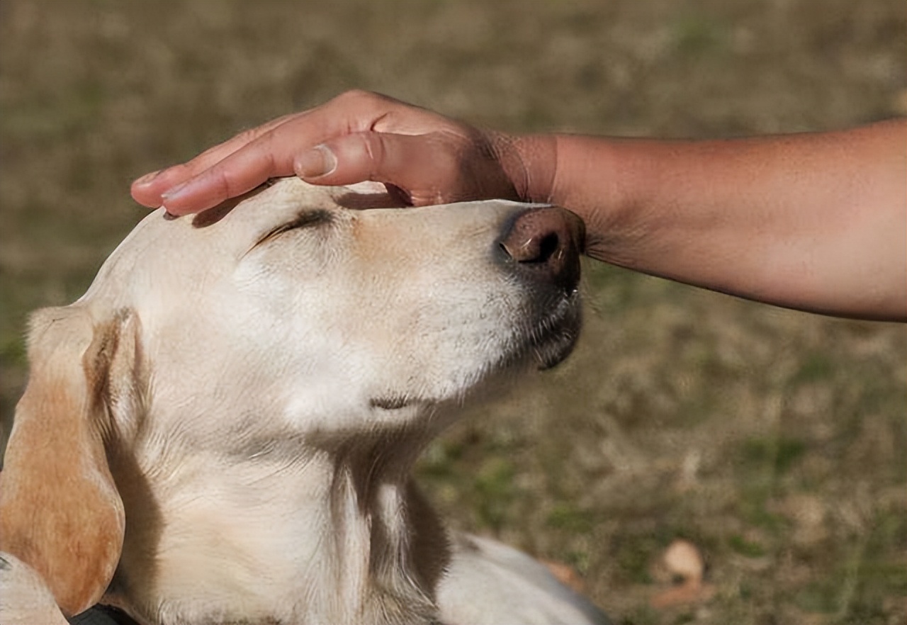 怎么培养猫咪粘人,怎样培养一只很温顺的小狗狗