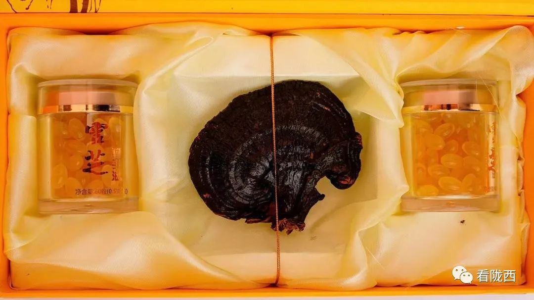 灵芝产业走出乡村振兴新路子,乡村振兴灵芝种植视频报道