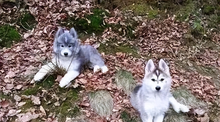 哈士奇和萨摩耶相恋生下两只宝宝，然而当网友看到狗子长相后