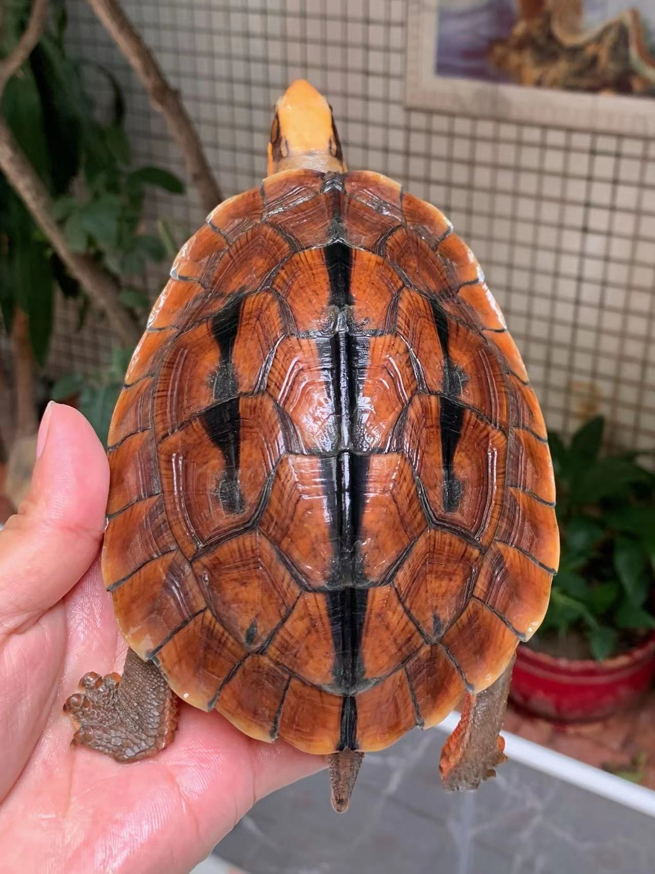 金钱龟和草龟哪个新手养更好,龟的养殖视频石金钱龟